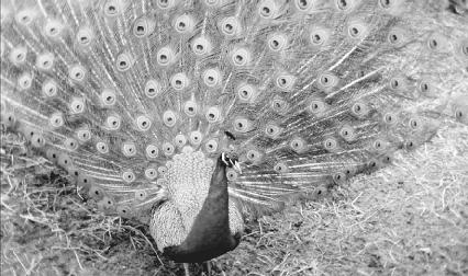 A peacock with its tail spread