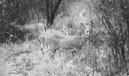 Three white-tailed does on the Appalachian Trail
