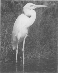 A great white heron in a Florida swamp.