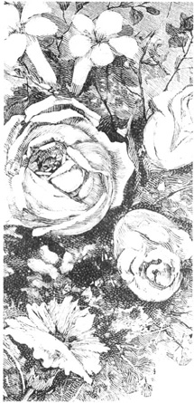 A 19th century print of roses, showing various stages of bloom.