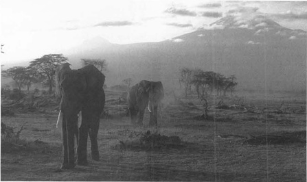 The African savanna beneath Mount Kilimanjaro serves as the setting for Hemingways story of a dying man forced to reflect upon his life.